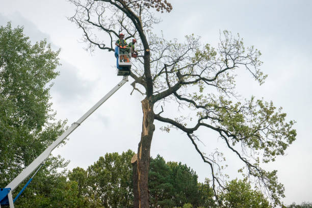 How Our Tree Care Process Works  in  Folsom, CA